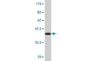 Western Blot detection against Immunogen (35. (HNF1B anticorps  (AA 29-118))