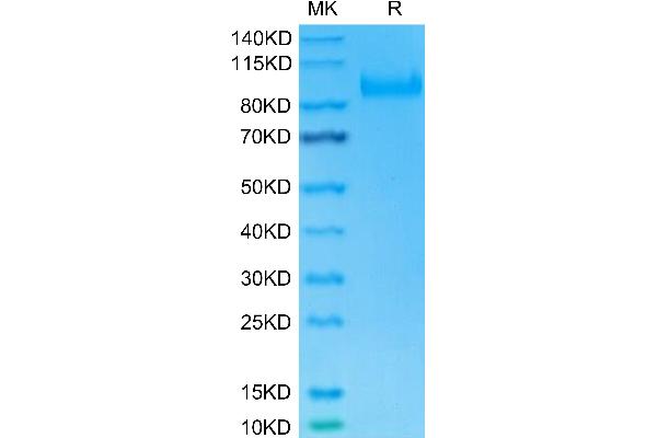IL23R Protein (AA 24-355) (mFc Tag)