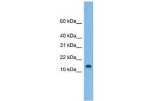 Image no. 1 for anti-Hairy and Enhancer of Split 5 (HES5) (C-Term) antibody (ABIN6744879) (HES5 anticorps  (C-Term))