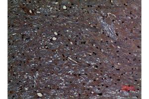 Immunohistochemistry (IHC) analysis of paraffin-embedded Rat Brain, antibody was diluted at 1:100.