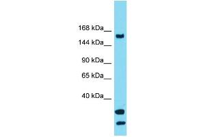 Western Blotting (WB) image for anti-Ubiquitin Specific Peptidase 54 (USP54) (C-Term) antibody (ABIN2791342) (USP54 anticorps  (C-Term))