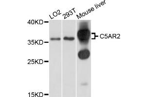 Western blot analysis of extracts of various cell lines, using C5AR2 antibody (ABIN5997336) at 1/1000 dilution.