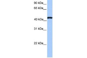 WB Suggested Anti-TEAD3 Antibody Titration:  0. (TEAD3 anticorps  (N-Term))