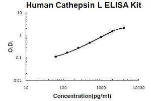 Human Cathepsin L PicoKine ELISA Kit standard curve (Cathepsin L Kit ELISA)