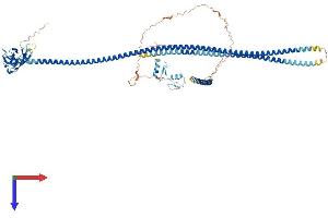 AlphaFold protein structure predicition of Human Recombinant TAX1BP1 Protein, UniprotID Q86VP1