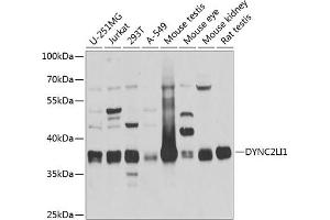 Western blot analysis of extracts of various cell lines, using DYNC2LI1 antibody  at 1:1000 dilution. (DYNC2LI1 anticorps  (AA 1-352))