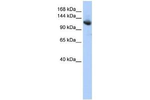WB Suggested Anti-CAND1 Antibody Titration: 0. (CAND1 anticorps  (Middle Region))