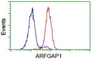 Image no. 6 for anti-ADP-Ribosylation Factor GTPase Activating Protein 1 (ARFGAP1) antibody (ABIN1496680) (ARFGAP1 anticorps)
