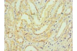 Immunohistochemistry of paraffin-embedded human kidney tissue using ABIN7155200 at dilution of 1:100 (HMGN4 anticorps  (AA 1-90))
