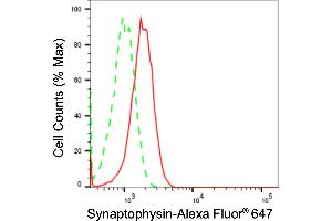 Flow cytometric analysis of Synaptophysin expression in HT- cells using Synaptophysin antibody (ABIN7800485), 1:2,000). (Recombinant Synaptophysin anticorps)