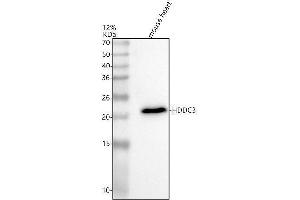 Western blot analysis of HDDC3 using anti-HDDC3 antibody (ABIN7600887).