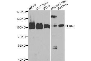 Western blot analysis of extracts of various cell lines, using FXR2 antibody (ABIN6290401) at 1:1000 dilution. (FXR2 anticorps)