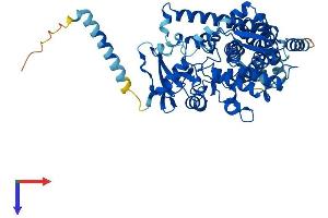 AlphaFold protein structure predicition of Mouse Recombinant Cyp1b1 Protein, UniprotID Q64429