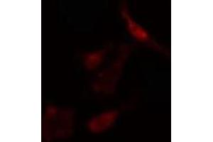 ABIN6275151 staining  RAW264. (GCFC2 anticorps)