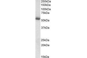 Western Blotting (WB) image for anti-Copine I (CPNE1) (AA 519-532) antibody (ABIN490675) (CPNE1 anticorps  (AA 519-532))