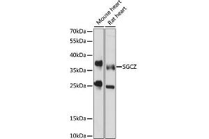 Western blot analysis of extracts of various cell lines, using SGCZ antibody (ABIN7270145) at 1000 dilution.