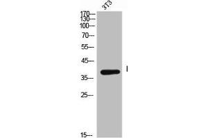 Western Blot analysis of NIH-3T3 cells using CD158a Polyclonal Antibody