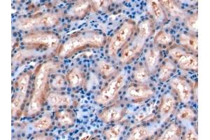 Detection of FGF15 in Rat Kidney Tissue using Monoclonal Antibody to Fibroblast Growth Factor 15 (FGF15)