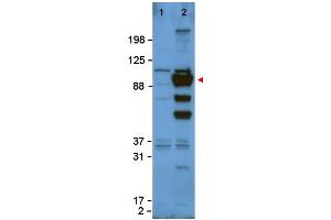 Image no. 1 for anti-Glypican 1 (GPC1) (Internal Region) antibody (ABIN401058) (GPC1 anticorps  (Internal Region))