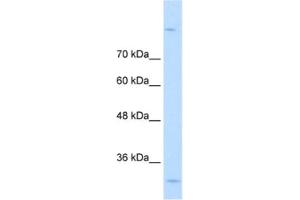 Western Blotting (WB) image for anti-metallophosphoesterase Domain Containing 2 (MPPED2) antibody (ABIN2462508) (MPPED2 anticorps)