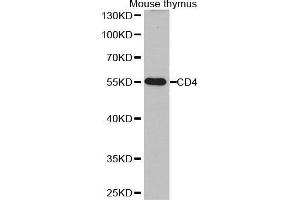 Western Blotting (WB) image for anti-CD4 (CD4) (AA 300-400) antibody (ABIN3022125) (CD4 anticorps  (AA 300-400))