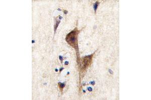 anti-Histamine Receptor H3 (HRH3) (AA 414-442), (C-Term) antibody