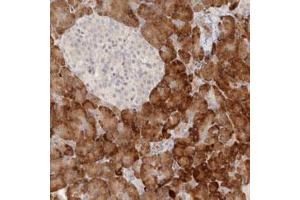 Immunohistochemical staining (Formalin-fixed paraffin-embedded sections) of human pancreas with UBXN11 polyclonal antibody  shows strong cytoplasmic positivity in exocrine cells. (UBXN11 anticorps)