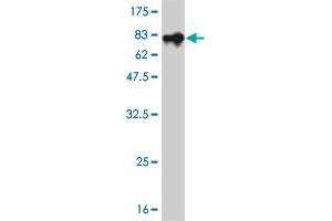 Western Blot detection against Immunogen (58.