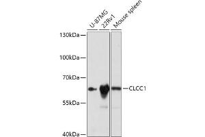 Western blot analysis of extracts of various cell lines, using CLCC1 antibody (ABIN7266333) at 1:1000 dilution. (CLCC1 anticorps  (AA 302-501))