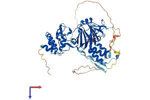 AlphaFold protein structure predicition of Human Recombinant SMAD9 Protein, UniprotID O15198