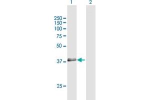 Western Blot analysis of RNF34 expression in transfected 293T cell line by RNF34 MaxPab polyclonal antibody.