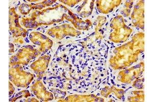 Immunohistochemistry of paraffin-embedded human kidney tissue using ABIN7146085 at dilution of 1: 100 (CD27 anticorps  (AA 229-312))