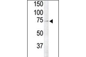 RSK4 Antibody (N-term) (ABIN1882127 and ABIN2842047) is used to detect RSK4 in primate brain tissue lysate (lane 2). (RPS6KA6 anticorps  (N-Term))