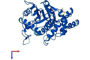 AlphaFold protein structure predicition of Human Recombinant AKR1C3 Protein, UniprotID P42330