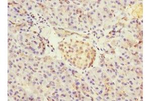 Immunohistochemistry of paraffin-embedded human pancreatic tissue using ABIN7149054 at dilution of 1:100