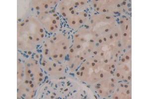 IHC-P analysis of kidney tissue, with DAB staining. (WTAP anticorps  (AA 1-150))