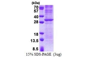 SDS-PAGE (SDS) image for Granzyme K (Granzyme 3, Tryptase II) (GZMK) (AA 27-264) protein (His tag) (ABIN5853198) (GZMK Protein (AA 27-264) (His tag))