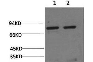 Western Blot analysis of 1) Hela, 2) Rat liver using HSPA5 Monoclonal Antibody at dilution of 1:2000. (GRP78 anticorps)