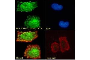 (ABIN571161) Immunofluorescence analysis of paraformaldehyde fixed Neuro-2a cells, permeabilized with 0. (POU3F3 anticorps  (Internal Region))