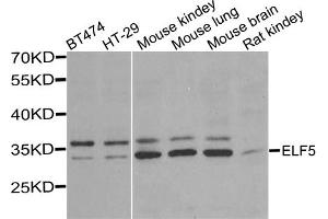Western blot analysis of extracts of various cell lines, using ELF5 antibody (ABIN5974316) at 1/1000 dilution. (ELF5 anticorps)