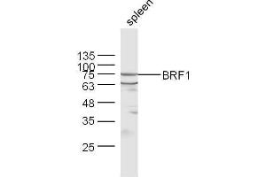 Mouse spleen lysates probed with Rabbit Anti-BRF1 Polyclonal Antibody, Unconjugated  at 1:500 for 90 min at 37˚C. (BRF1 anticorps  (AA 501-600))