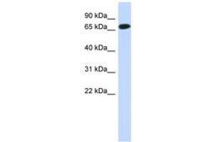 Image no. 1 for anti-Chromosome 1 Open Reading Frame 65 (C1ORF65) (N-Term) antibody (ABIN6741218) (C1orf65 anticorps  (N-Term))