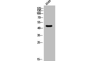 Western Blot analysis of A549 cells using SR-6 Polyclonal Antibody (Serotonin Receptor 6 anticorps  (Internal Region))