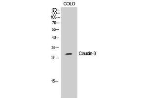 Western Blotting (WB) image for anti-Claudin 3 (CLDN3) (Ser255) antibody (ABIN3174423) (Claudin 3 anticorps  (Ser255))