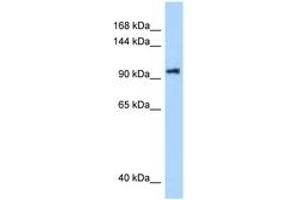 Image no. 1 for anti-DEAH (Asp-Glu-Ala-His) Box Polypeptide 16 (DHX16) (AA 171-220) antibody (ABIN6748026) (DHX16 anticorps  (AA 171-220))