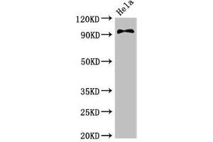 Western Blot Positive WB detected in: Hela whole cell lysate All lanes: PIK3C3 antibody at 3. (PIK3C3 anticorps  (Catalytic Subunit))