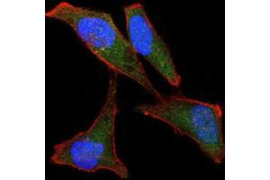Immunofluorescence analysis of Hela cells using LPlunc1 antibody (green). (BPIFB1 anticorps)
