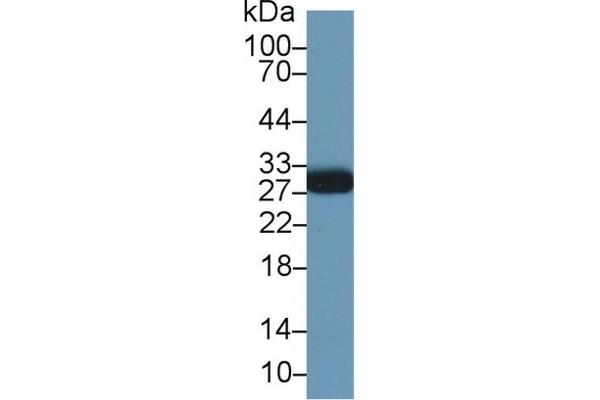 MOG anticorps  (AA 28-152)