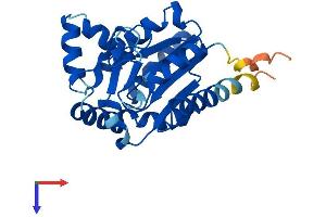 AlphaFold protein structure predicition of Human Recombinant AK2 Protein, UniprotID P54819