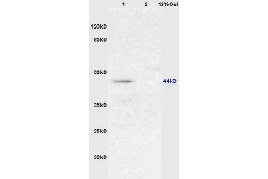 Lane 1: mouse brain lysates Lane 2: mouse lung lysates probed with Anti Maltose binding protein/MBP Polyclonal Antibody, Unconjugated (ABIN873253) at 1:200 in 4 °C. (Maltose Binding Protein anticorps  (AA 43-57))